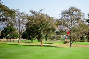 Tree on golf course 